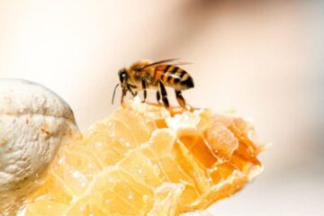 Honey bee on a honeycomb